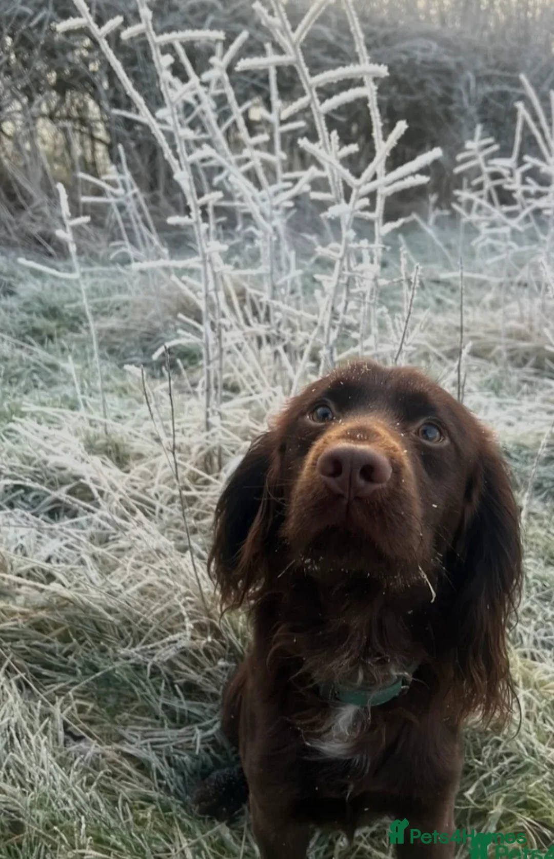 Cocker Spaniel dogs for stud: Proven KC registered cocker for stud - Advert 4