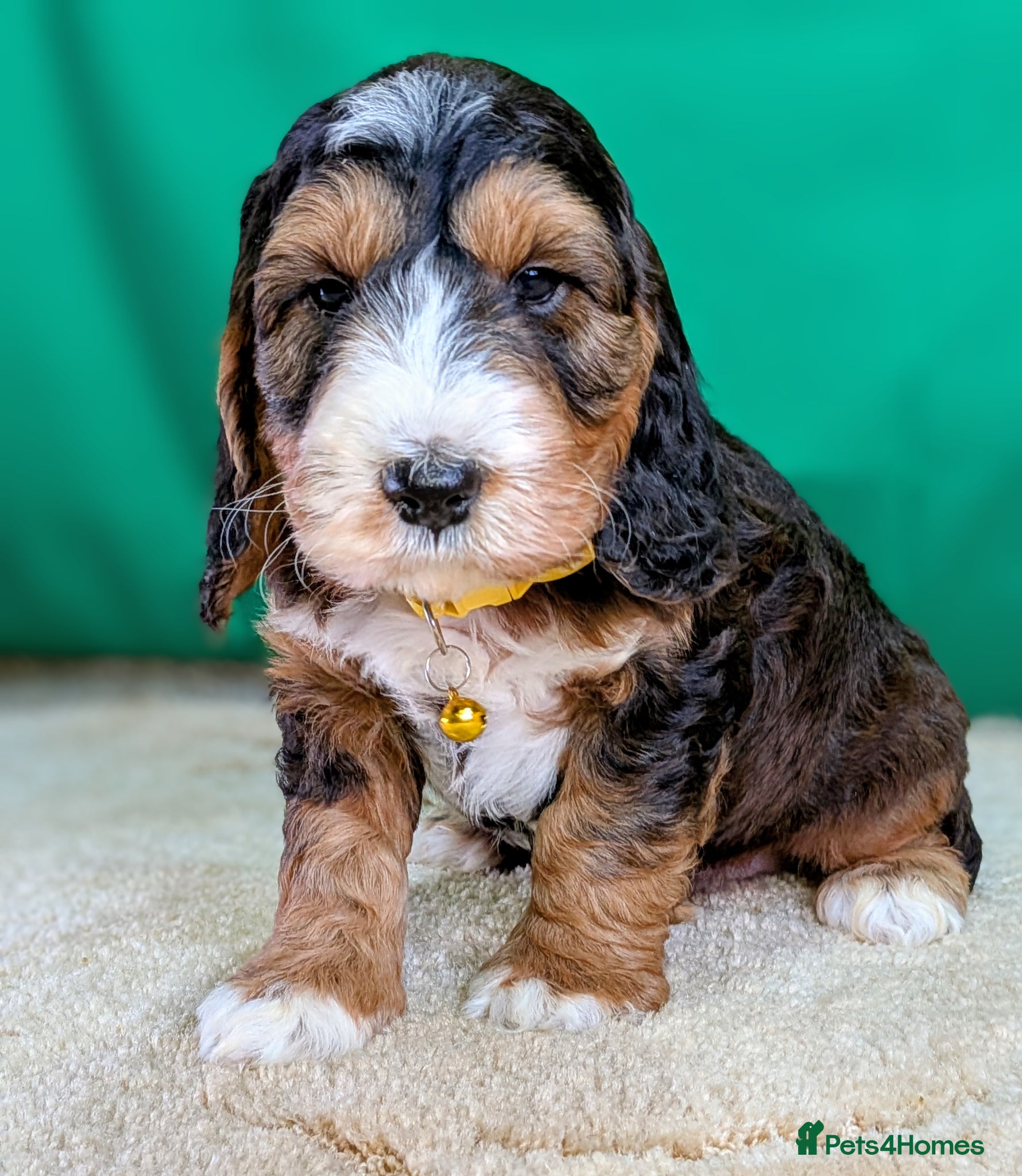 Cockapoo dogs Your Next Furry Family Member Awaits!  - Advert 2