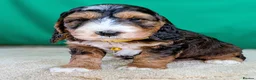 Cockapoo dogs for sale: Your Next Furry Family Member Awaits!  - Advert 8