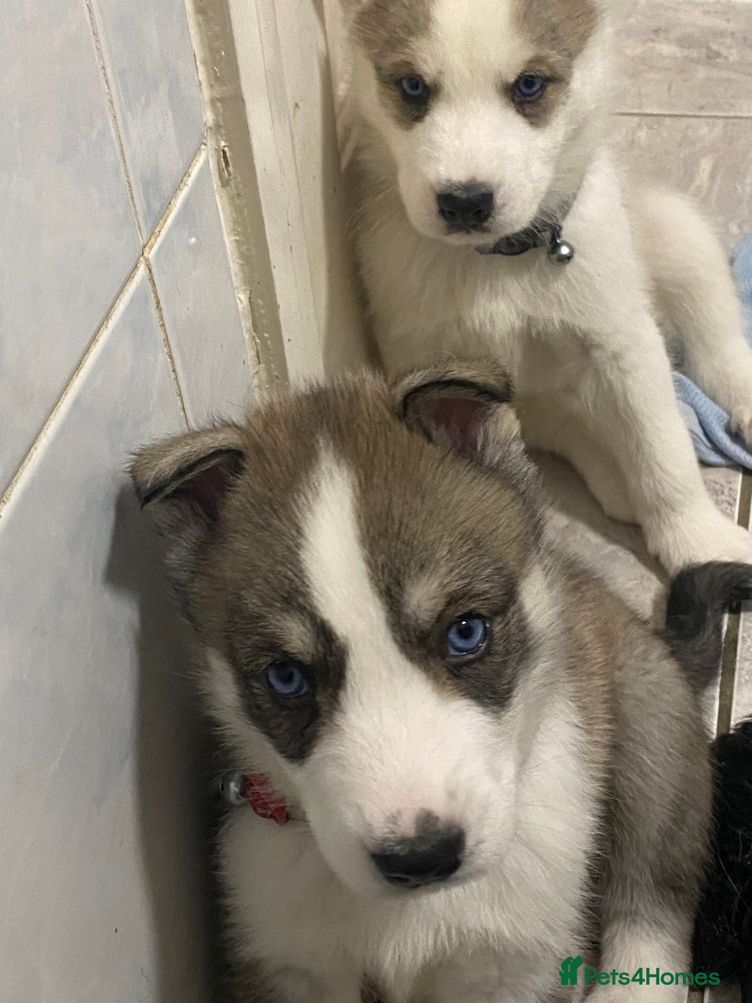 Siberian Husky dogs for sale: Magnificent Pure Siberia Husky Puppies  - Advert 7