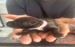 Cockapoo dogs for sale: Cockapoo puppies - Image 13