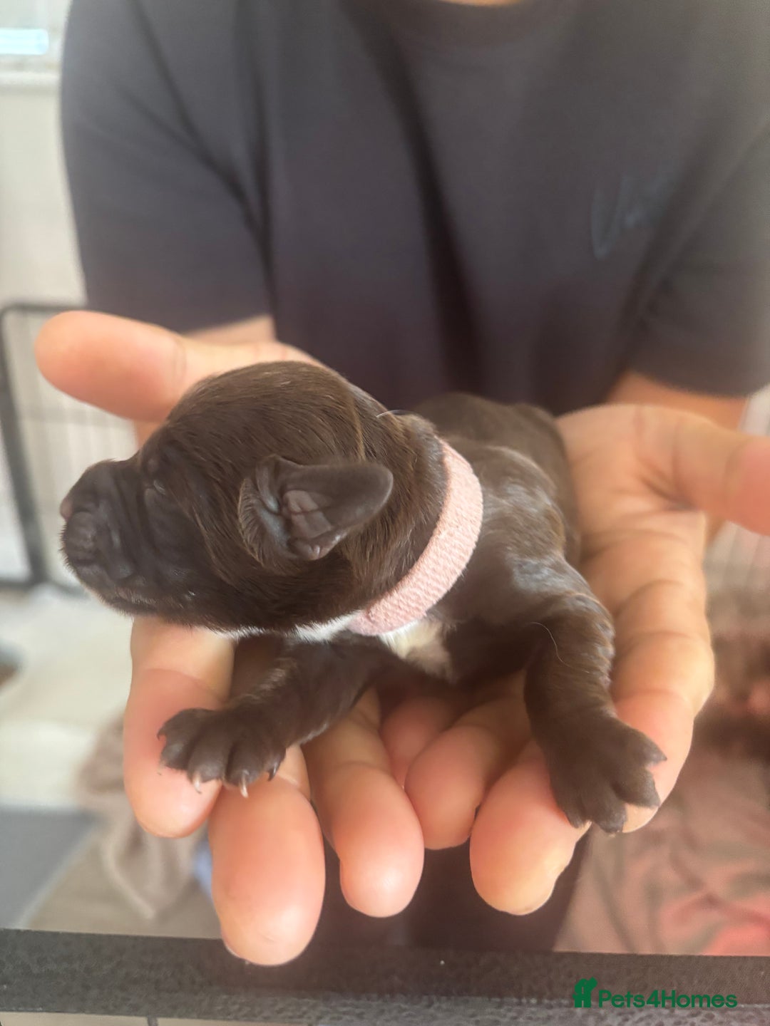 Cockapoo dogs for sale: Cockapoo puppies - Image 13