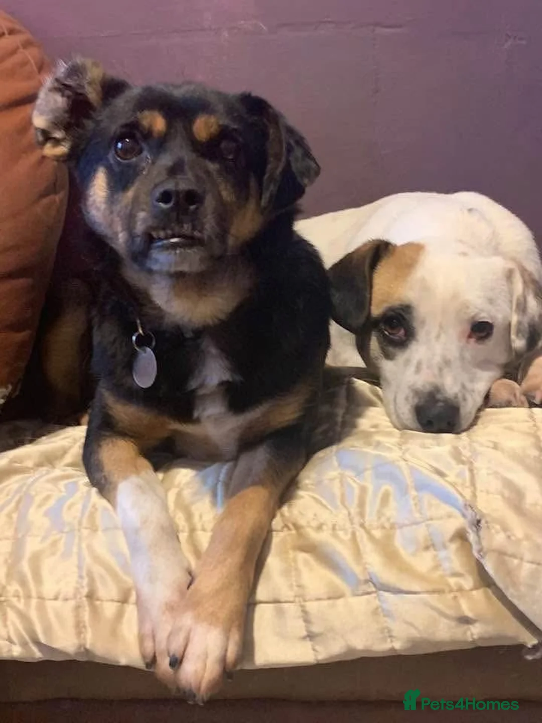 Mixed Breed dogs for adoption: Paddy - Norwich Norfolk  - Advert 14