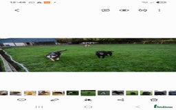 Mixed Breed dogs for sale: Malamute x black Labrador - Image 8