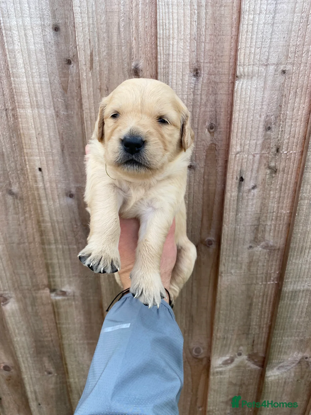 Golden Retriever dogs for sale: 💛🤍 5 Star ⭐️🐶 Golden Retriever Pups 🐶 🌟🤍💛 - Advert 32