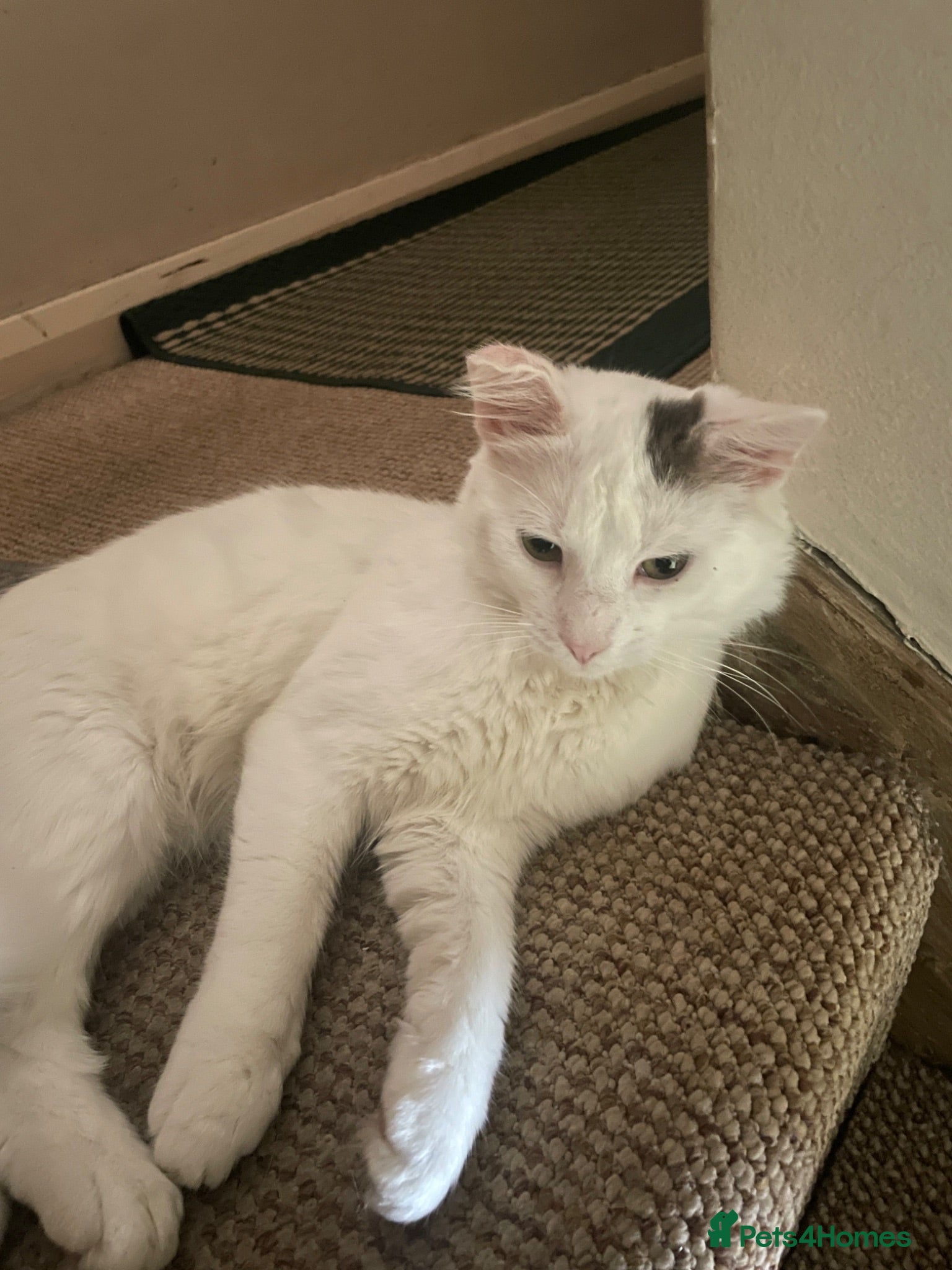 Turkish Angora cats Oreo (unknown male/female) abandoned by owner - Advert 13