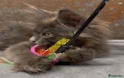 Maine Coon cats for sale: Championship bloodline GCCF Maine Coon kittens - Image 3