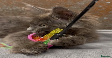 Maine Coon cats - Advert 13