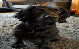 Cocker Spaniel dogs for sale: Working Cocker Spaniel Puppies - Image 15