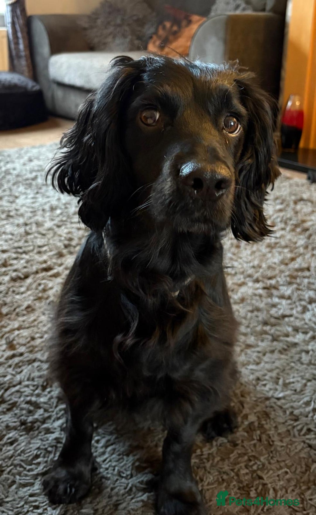Cocker Spaniel dogs for sale: Working Cocker Spaniel Puppies - Image 15