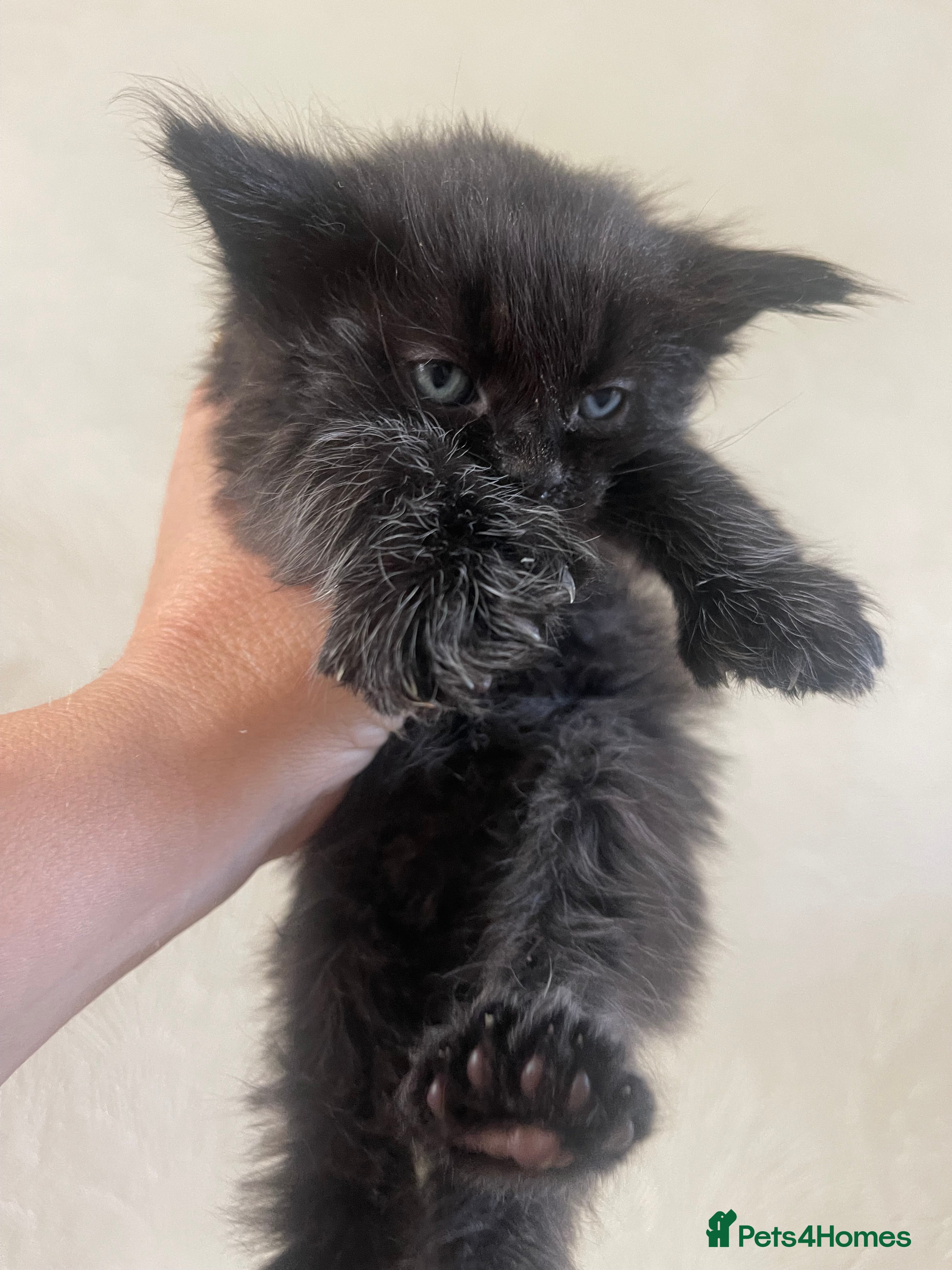 Maine Coon cats for sale: Maine Coon boy - Advert 7