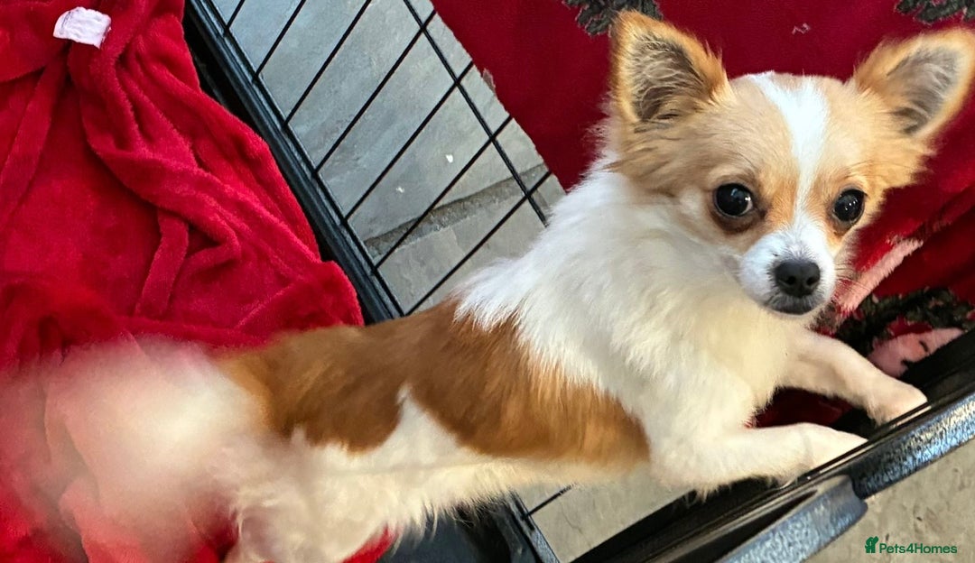 Chihuahua dogs for sale: Tinkerbell - Advert 2