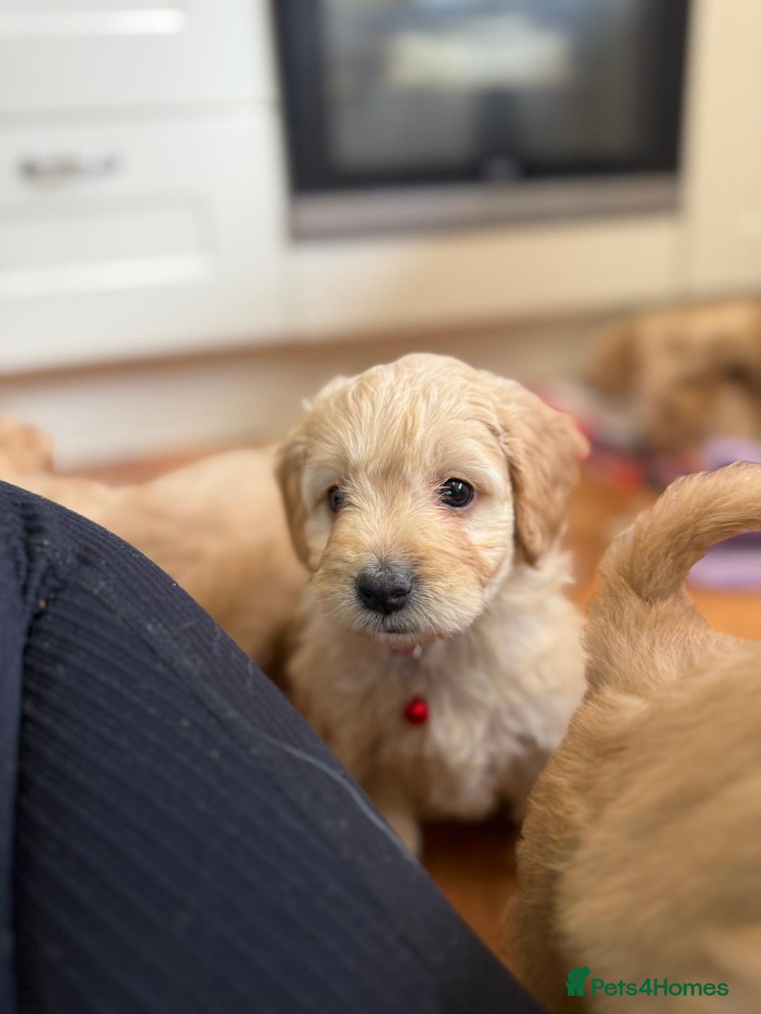 Cockapoo dogs for sale: Bred From Health Tested Parents - Advert 10