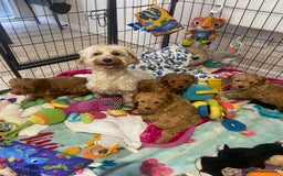 Maltipoo dogs for sale: 💖BEAUTIFUL LICENSED-BRED MALTIPOOS 💖 - Image 26