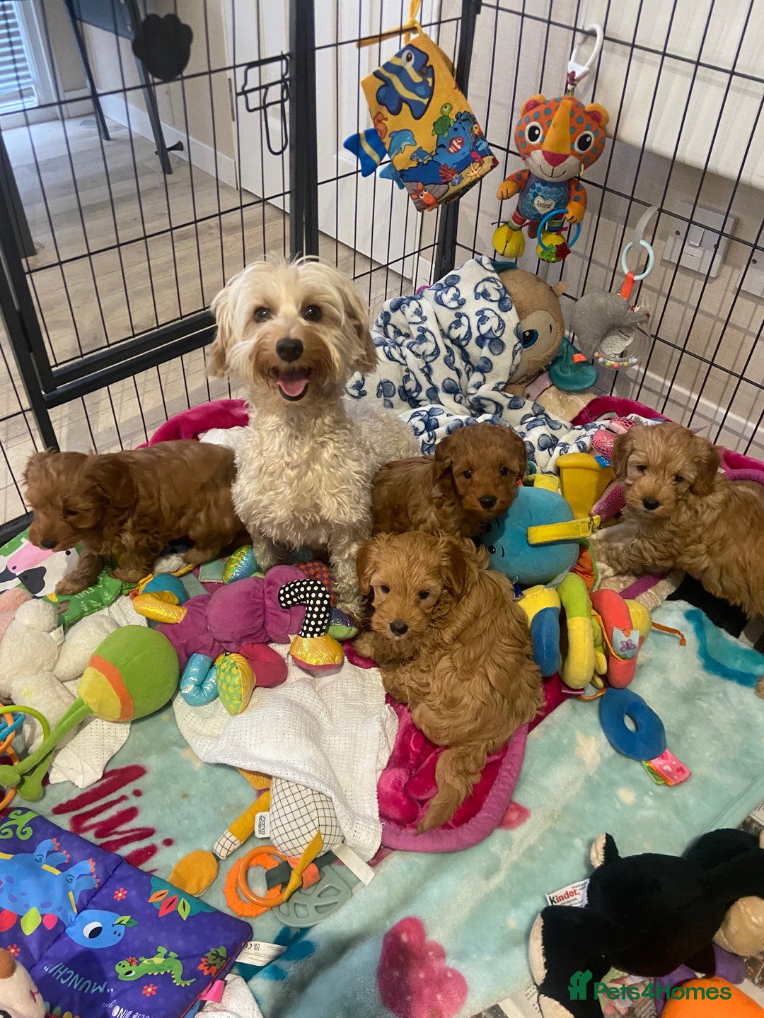 Maltipoo dogs for sale: 💖BEAUTIFUL LICENSED-BRED MALTIPOOS 💖 - Image 26