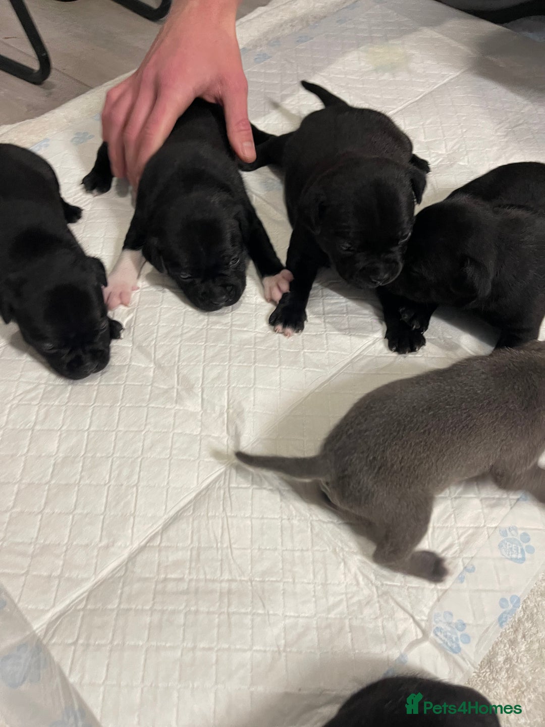 Staffordshire Bull Terrier dogs for sale: Staffordshire bull terrier puppies kc papered - Advert 8