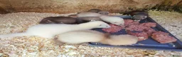 Ferret rodents for sale: Micro ferrets  - Advert 2