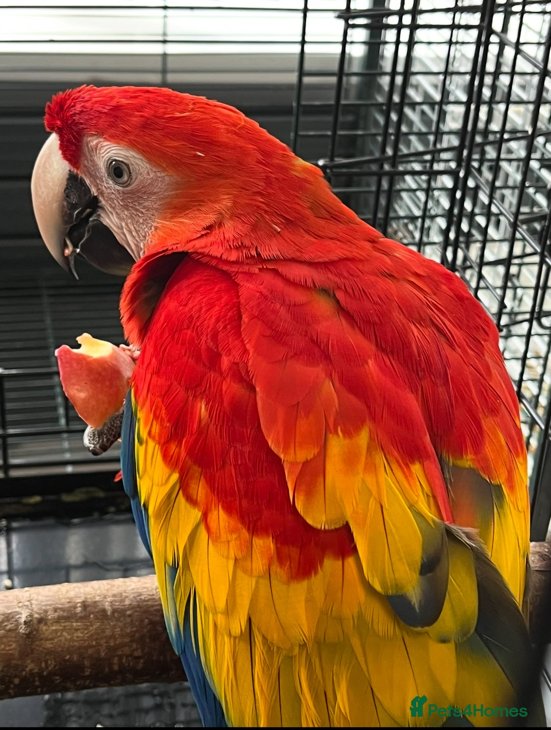 Macaws birds for sale: BABY MALE SCARLET MACAW WITH CITIES AND DNA PAPERS - Image 5