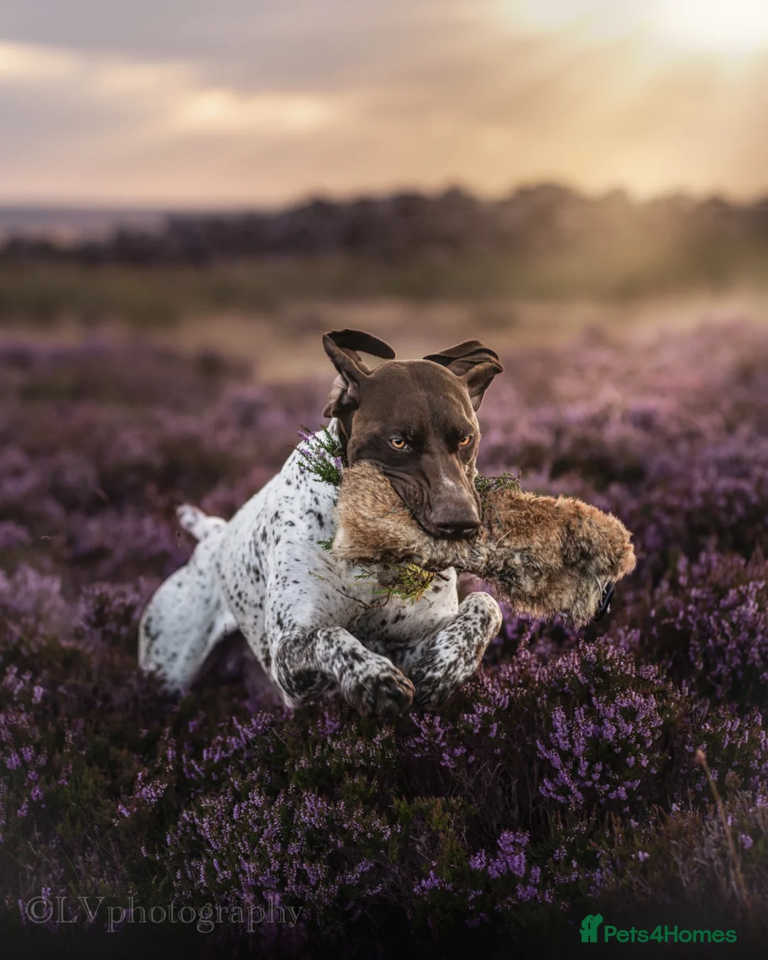 German Shorthaired Pointer dogs for stud: KC REGISTERED HEALTH CHECKED GSP STUD  - Advert 2