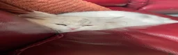 Persian cats for sale: Persian Chinchilla  - Advert 7