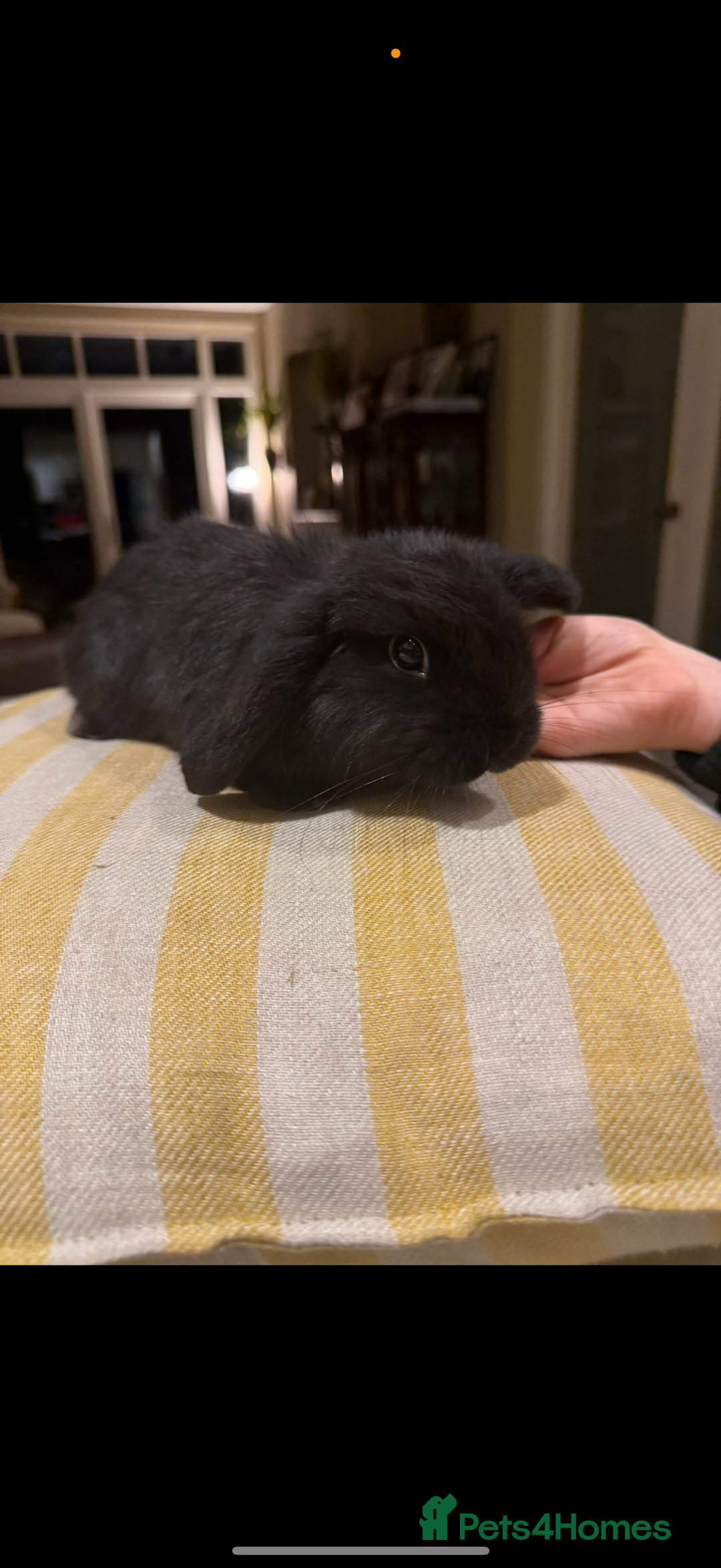 Mini Lop rabbits for sale: 2 male baby mini lops  - Advert 2