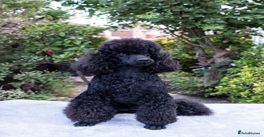 Miniature Poodle dogs - Advert 10