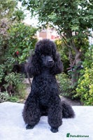 Miniature Poodle dogs - Advert 1