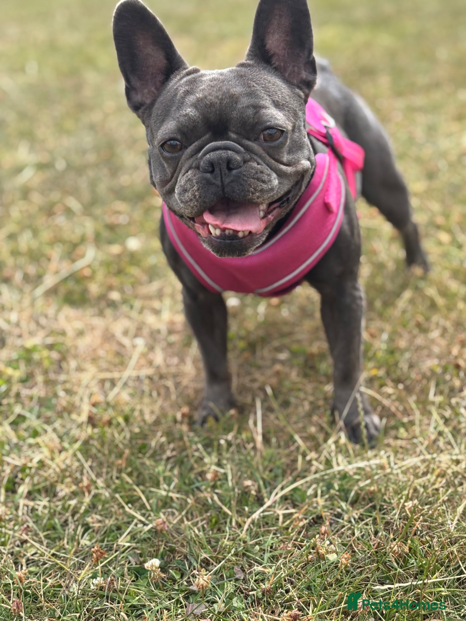 French Bulldog dogs Beautiful frenchie puppies  - Advert 11