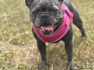 French Bulldog dogs Beautiful frenchie puppies - Advert 11