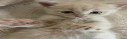 Mixed Breed cats for sale: Adorable half Siberian kittens  - Advert 8