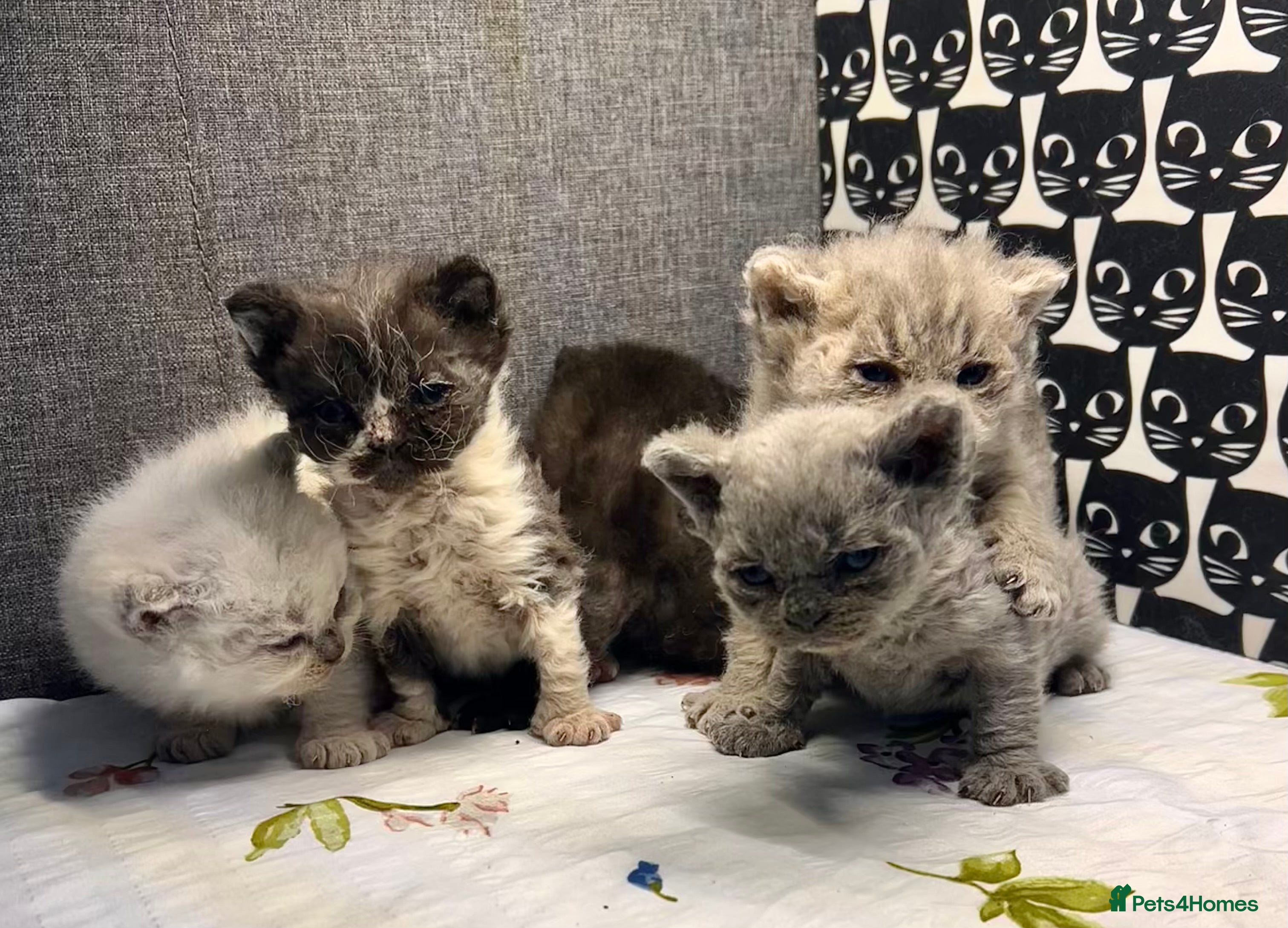 Selkirk Rex cats Stunning Selkirk Rex kittens - Advert 1