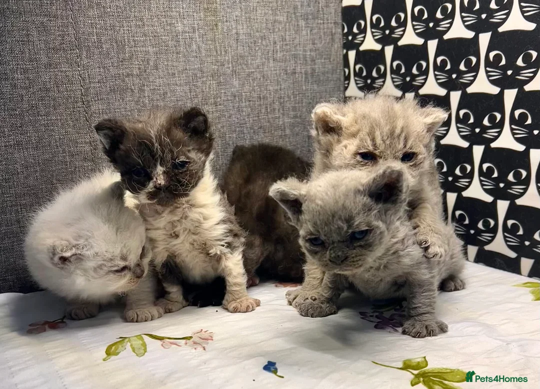 Selkirk Rex cats for sale: Stunning Selkirk Rex kittens - Advert 1