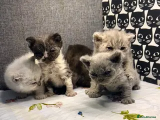 Selkirk Rex cats Stunning Selkirk Rex kittens - Advert 10
