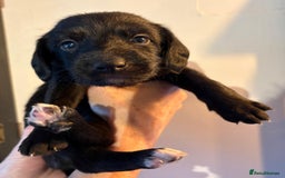 Mixed Breed dogs for sale: Whippet x f2 Labradoodle - Advert 9