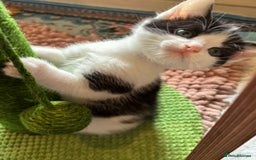 Mixed Breed cats for sale: 5 perfect kittens available  - Image 2