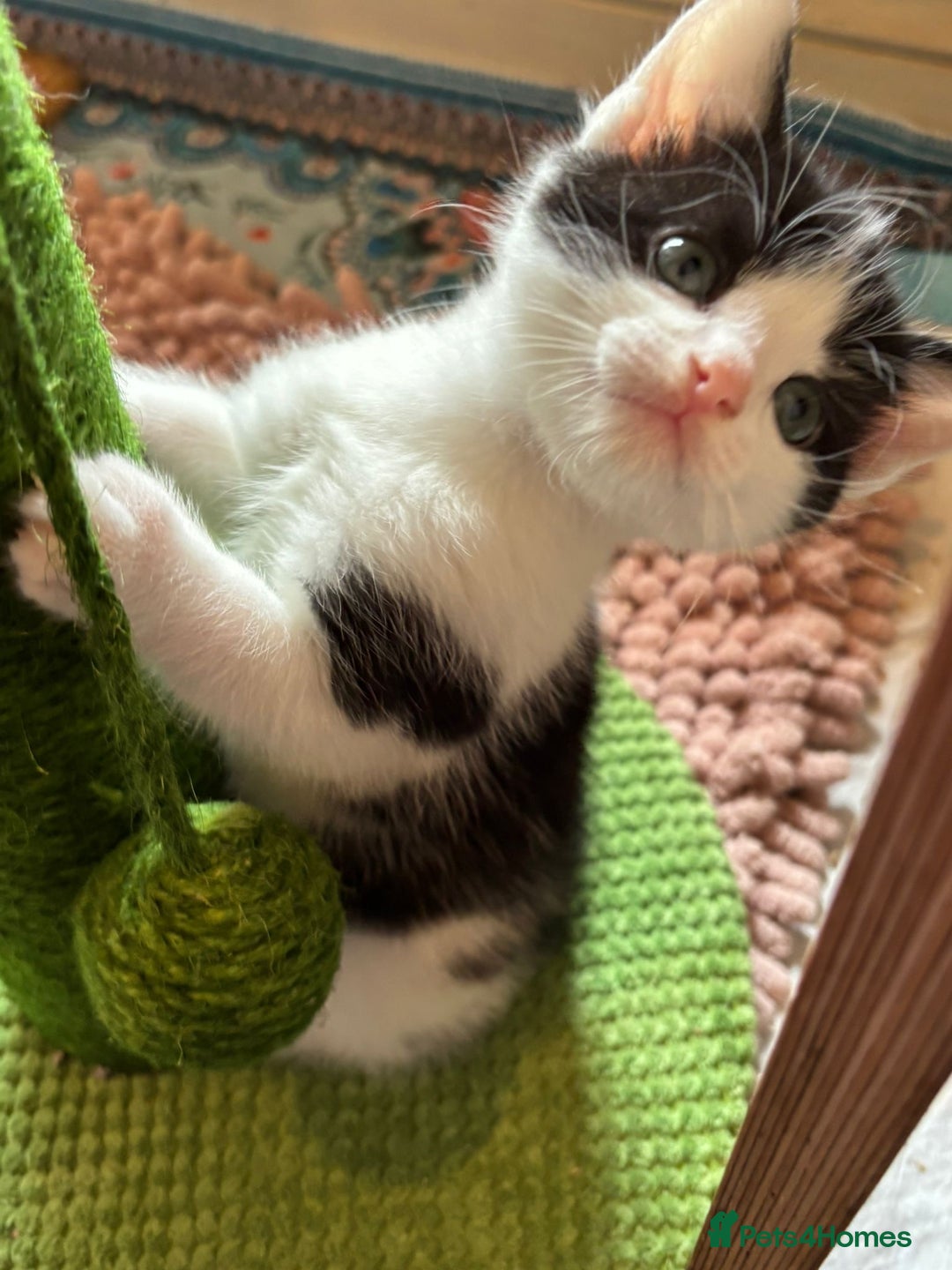 Mixed Breed cats for sale: 5 perfect kittens available  - Image 2