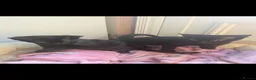 Mixed Breed cats for sale: 2 female kittens  - Advert 2