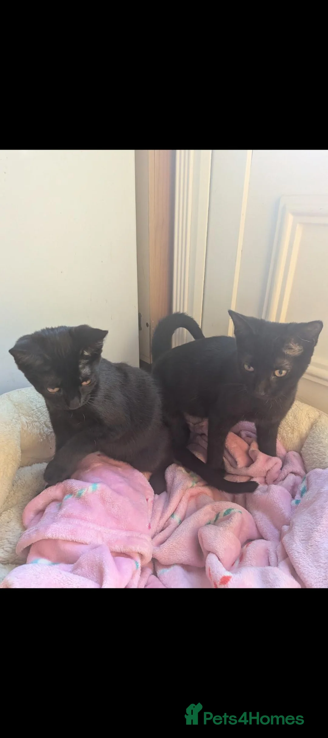 Mixed Breed cats for sale: 2 female kittens  - Advert 2