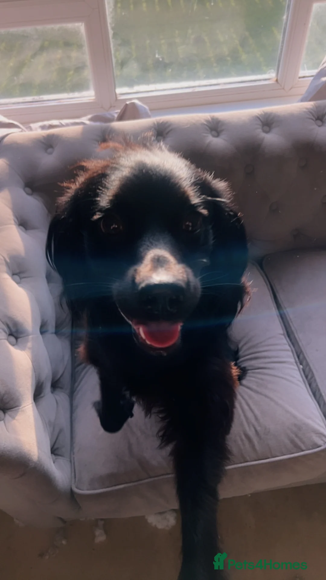 Cocker Spaniel dogs for sale: Cosmic (Cocker Spaniel 11 Months Old) - Advert 2