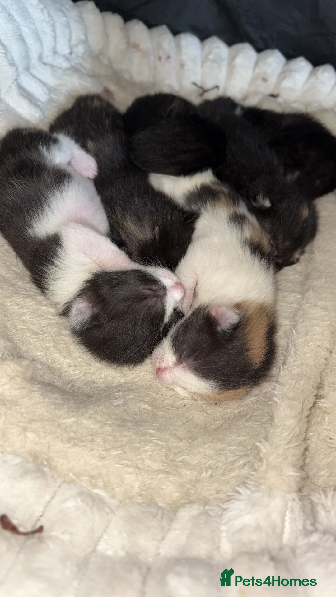 Mixed Breed cats for sale: Kittens mixed - Advert 1