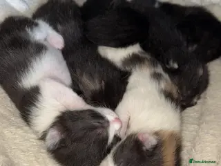 Mixed Breed cats Kittens mixed - Advert 4