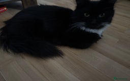 Mixed Breed cats for sale: Kittens 3 girls - Image 7