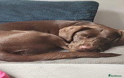 Springador dogs for sale: Beautiful springador girl - Image 2