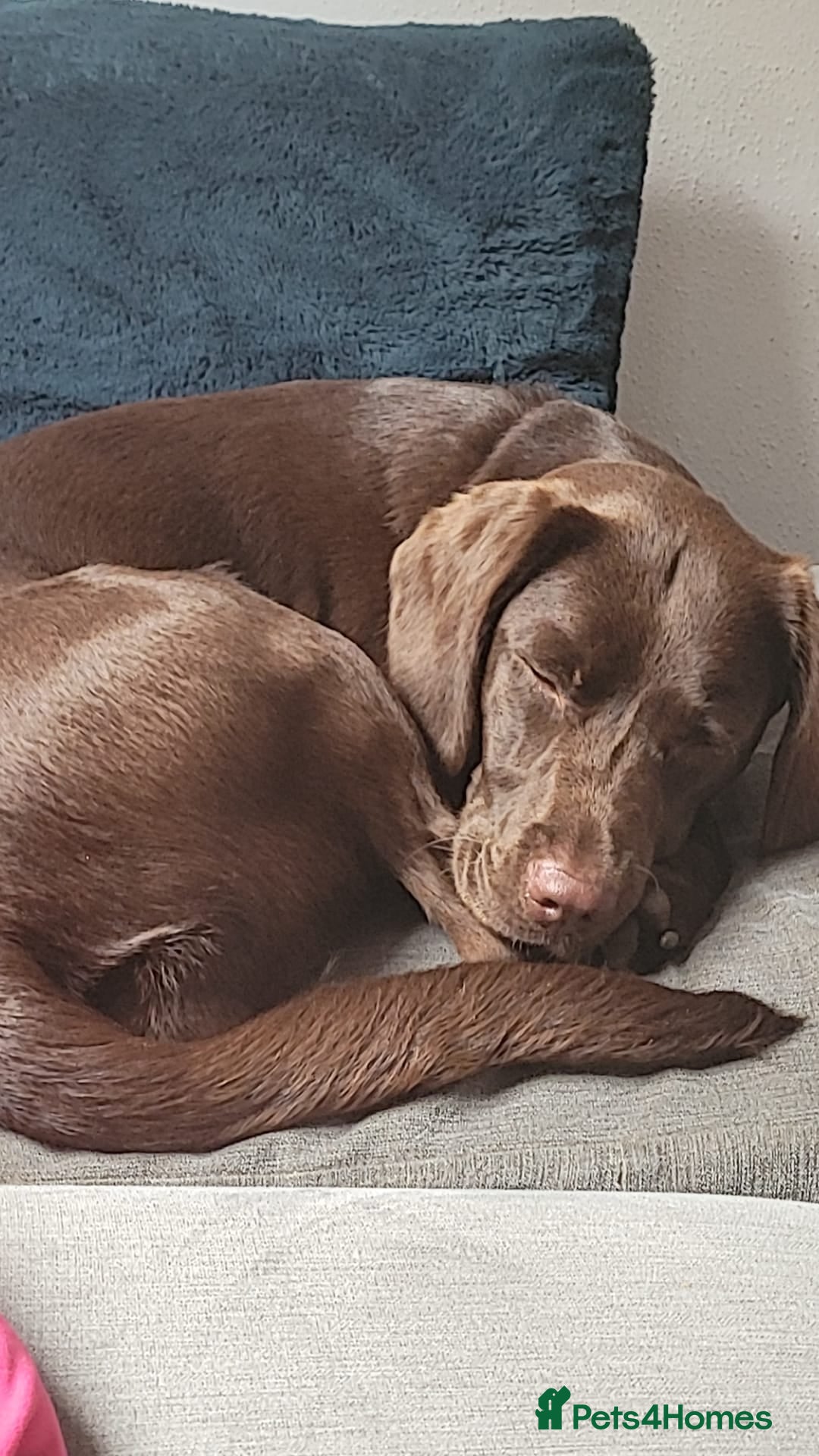 Springador dogs for sale: Beautiful springador girl - Image 2