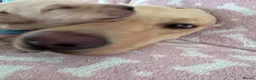 Labrador Retriever dogs for sale: Labrador puppies for sale. 1 golden boy left now. - Advert 27
