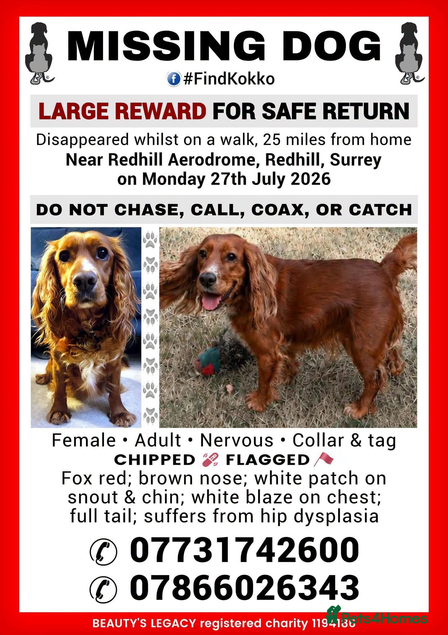 Cocker Spaniel dogs MISSING - RED WORKING COCKER SPANIEL - Advert 1