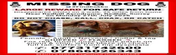 Cocker Spaniel dogs for sale: MISSING - RED WORKING COCKER SPANIEL in Redhill - Advert 1