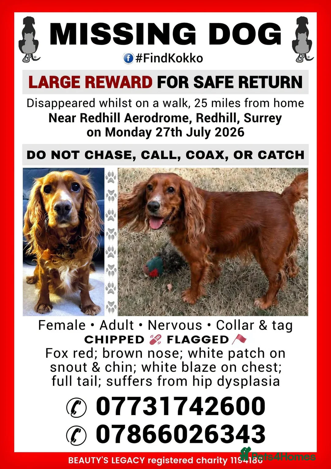 Cocker Spaniel dogs for sale: MISSING - RED WORKING COCKER SPANIEL in Redhill - Advert 1