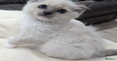 Ragdoll cats - Advert 1