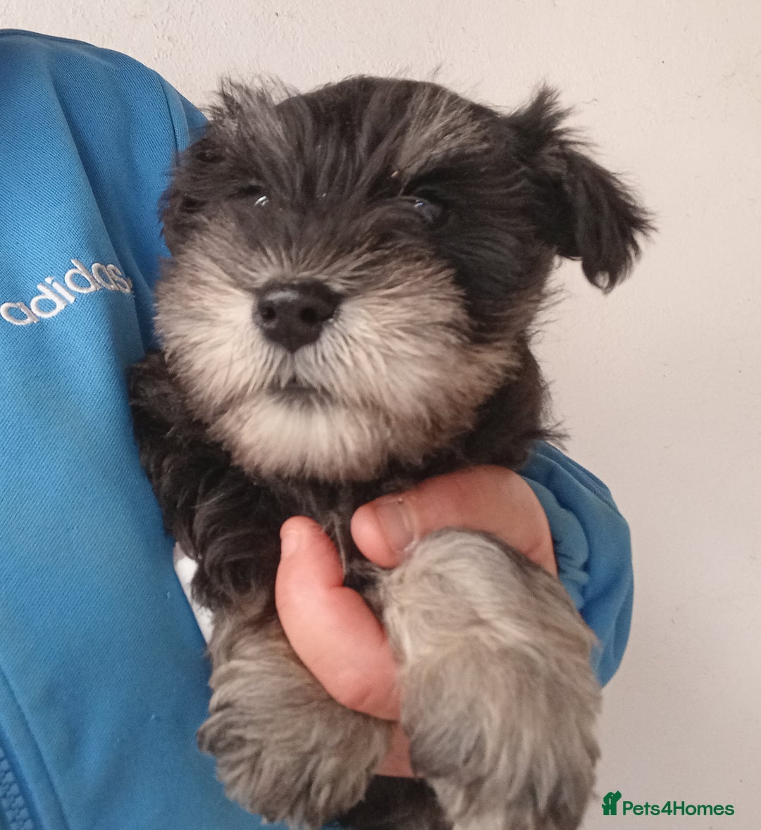 Miniature Schnauzer dogs for sale: Miniature Schnauzer pups, Aberdeenshire  - Image 5